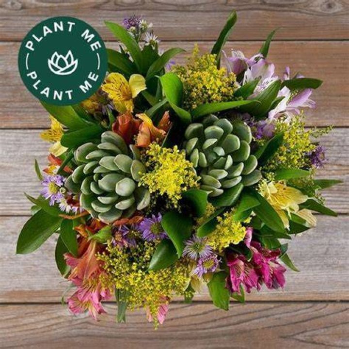 Succulent Quartet from The Bouqs Company