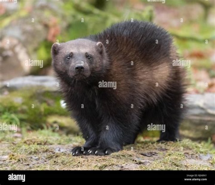 Wolverine